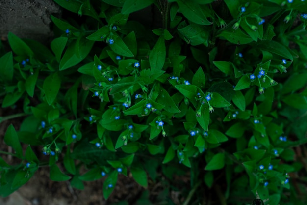 Fleurs bleues et feuilles vertes dans le jardin