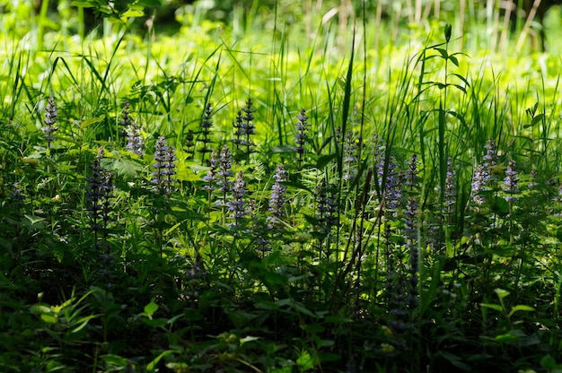 Fleurs bleues de la forêt rampante tenace Ajuga reptans L sur un matin de printemps ensoleillé