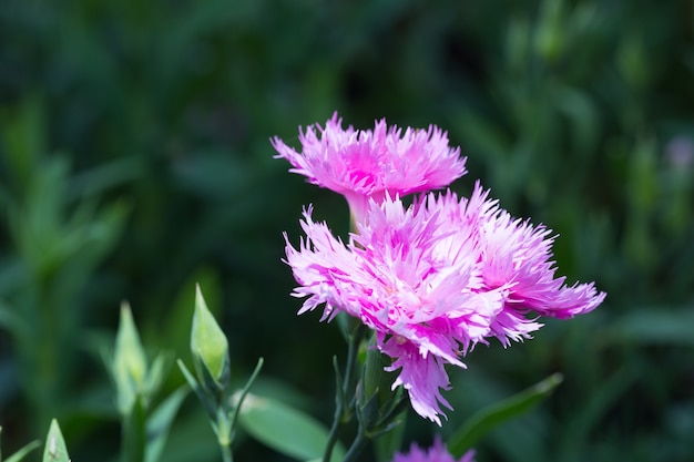 Fleurs bleues en forme