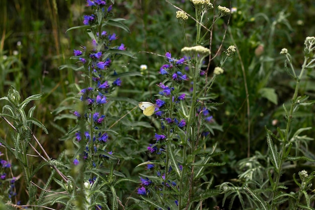 fleurs bleues sur de grands buissons et un papillon blanc dessus sur fond vert