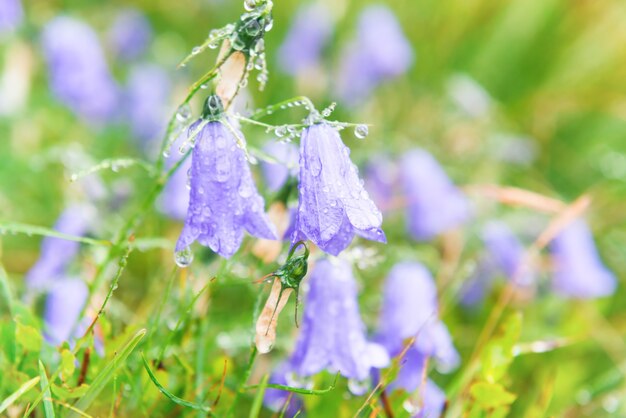 Fleurs bleues humides jacinthes des bois avec des gouttes d'eau sur le champ vert. Prise de vue macro