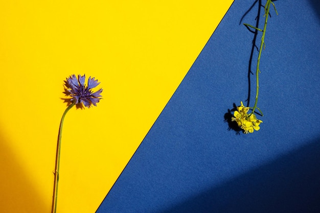 Fleurs bleues et jaunes à plat sur papier au soleil Carte florale avec espace pour le texte Bleuet et brassica napus Fond d'écran floral créatif minimal Fleurs sauvages d'été