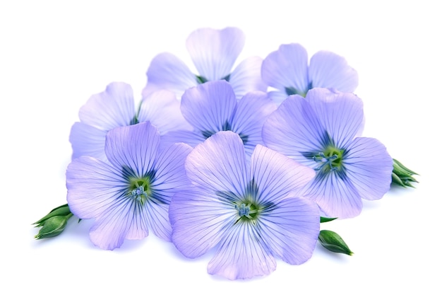 Fleurs bleues de lin sur fond blanc