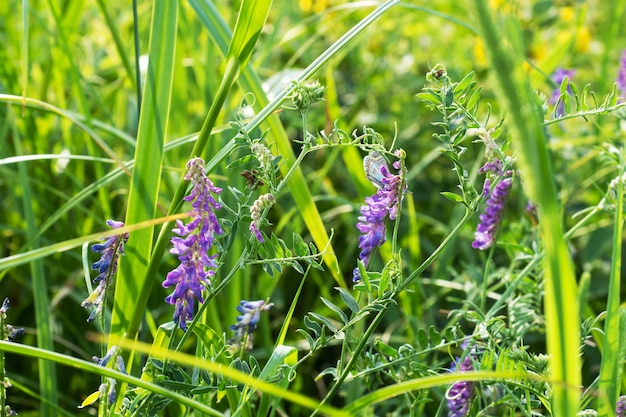 Fleurs bleues de melilot commun