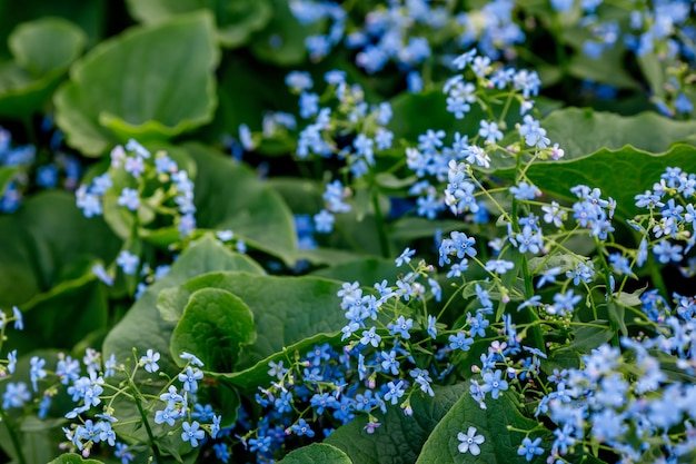 Fleurs Bleues De Myosotis Dans Le Jardin