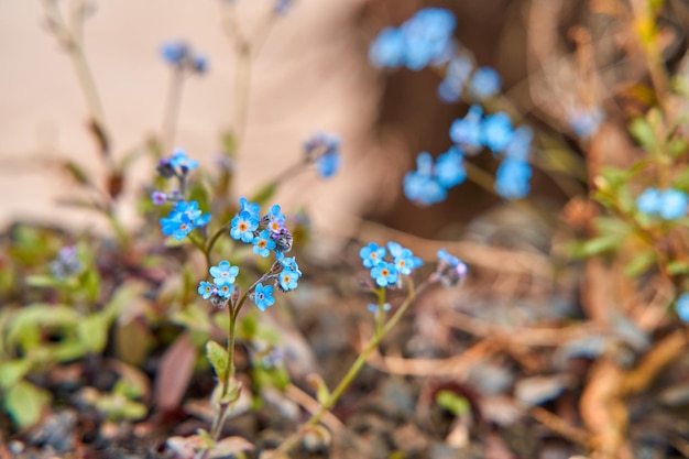 Fleurs bleues myosotis en fleurs dans une clairière de la forêt.