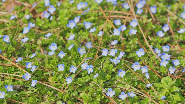 Les fleurs bleues de l'oubli véritable, pas le fond vert du printemps, par une journée ensoleillée, en gros plan.