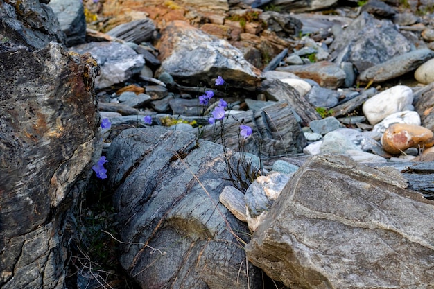 Photo des fleurs bleues parmi les rochers en norvège