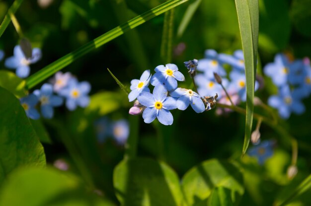 Fleurs bleues de petits myosotis dans l'herbe verte et les feuilles d'autres plantes Chaque fleur à cinq pétales