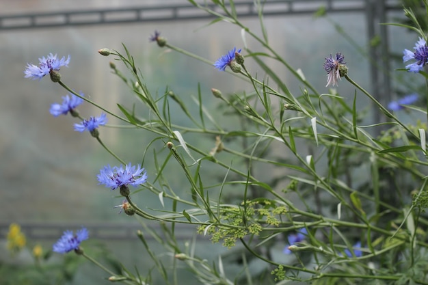 Fleurs bleues plantes de bleuet dans le fond du jardin