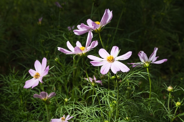 Fleurs bleues en pleine floraison