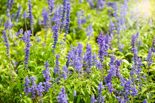 Fleurs bleues pourpre