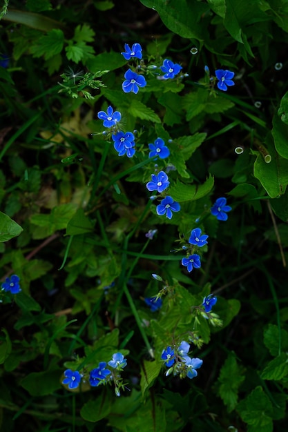 Fleurs bleues poussant dans l'herbe