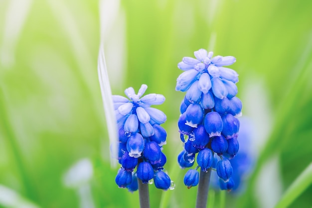 Fleurs bleues qui fleurissent dans le jardin mise au point sélective macro Muscari fleur de printemps muscaris