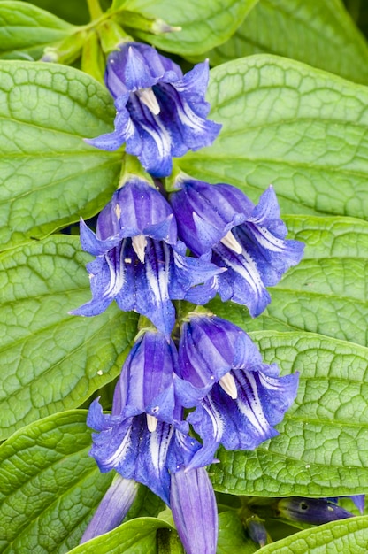 Photo fleurs bleues à rayures blanches