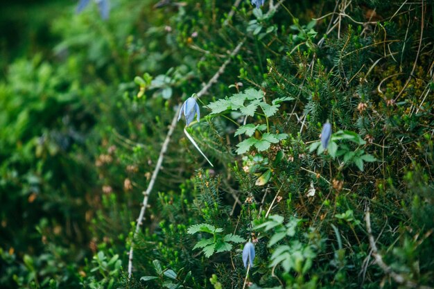 Fleurs bleues se bouchent dans l'herbe verte avec fond de sapin