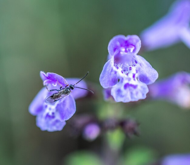 Fleurs bleues se bouchent