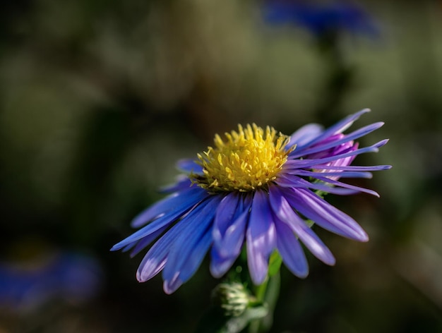 Fleurs bleues se bouchent