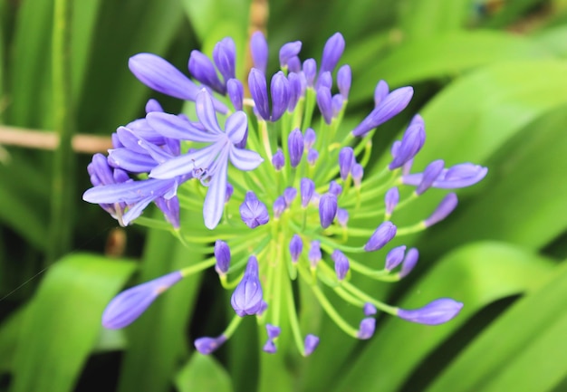 Fleurs bleues sur une tige dans un jardin