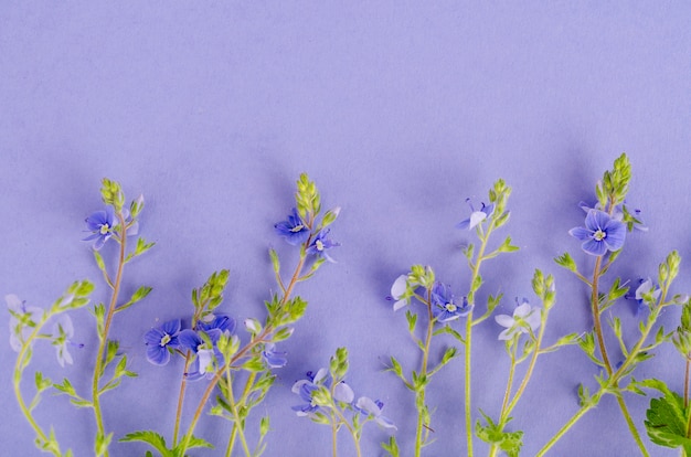 Fleurs bleues de veronica sur lilas.