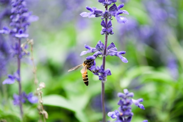 Fleurs bleues violet pourpre. salvia fleurs dans le jardin.