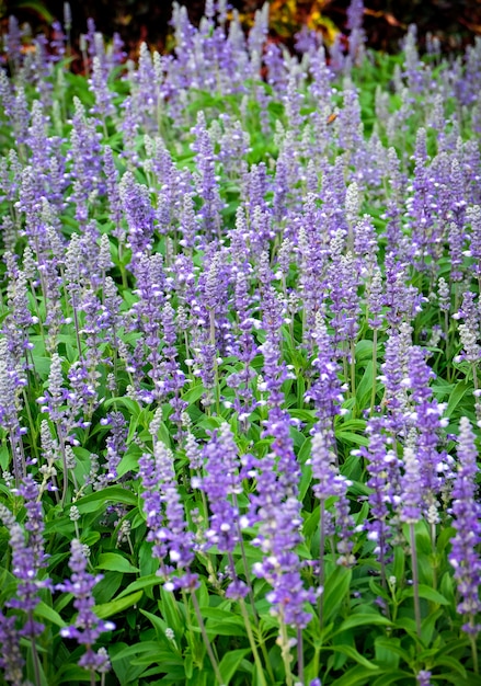 Fleurs bleues violet pourpre. salvia fleurs dans le jardin.