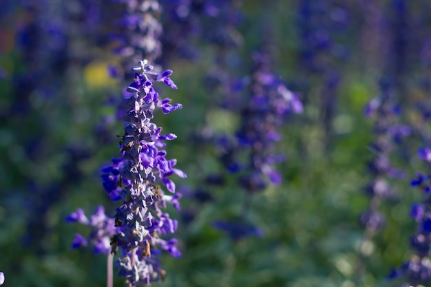 Les fleurs bleues violettes de salvia, les plantes ornementales ressortent sur un mauvais éclairage.