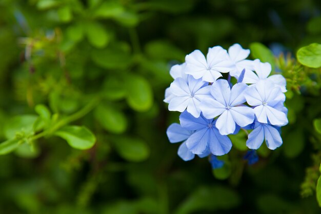 Fleurs bleues