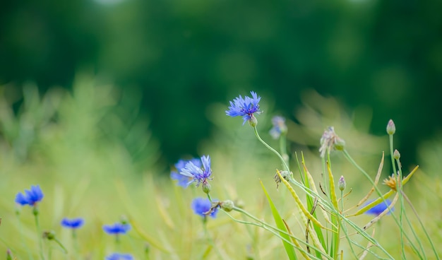 Photo fleurs de bleuet des prés en fleurs dans le champ d'un agriculteur