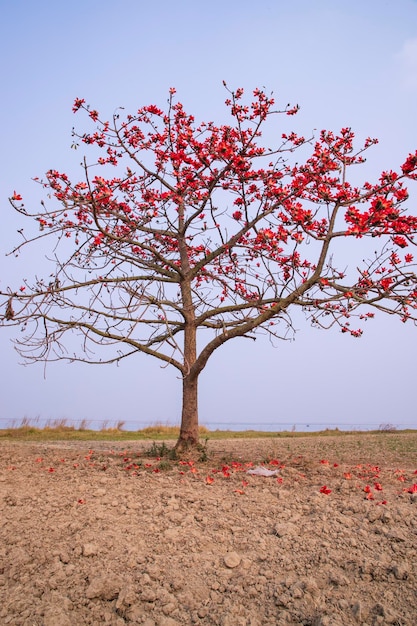 Fleurs de Bombax ceiba arbre sur le fond de ciel bleu