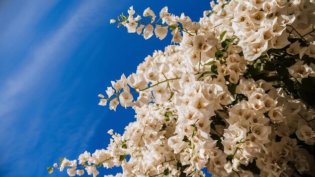 Photo des fleurs de bougainville blanches avec un ciel bleu copyspace