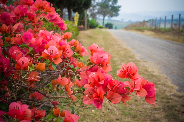 Fleurs de Bougainville