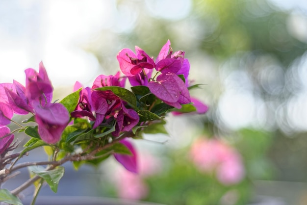 Fleurs de bougainvilliers au premier plan