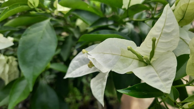 Fleurs de bougainvilliers blancs dans le jardin pendant la journée