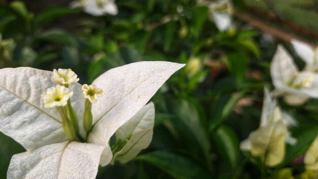 Fleurs de bougainvilliers blancs dans le jardin pendant la journée