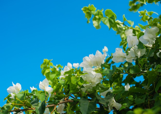 Fleurs de bougainvilliers blancs dans le parc d'été