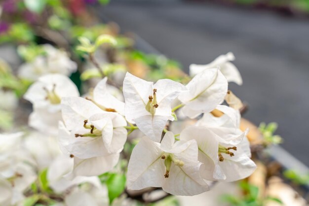 Fleurs de bougainvilliers En fleurs dans le jardin