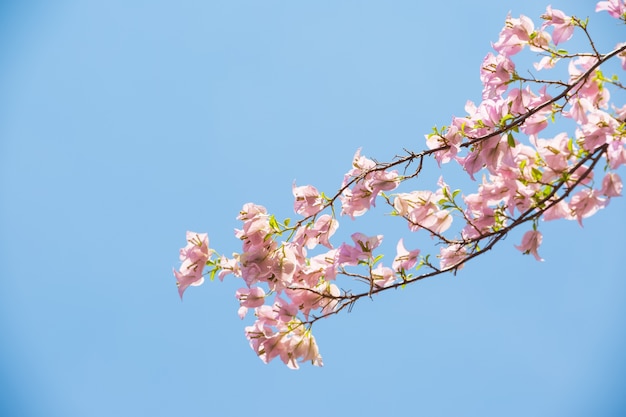 Fleurs de bougainvilliers sur fond de ciel bleu