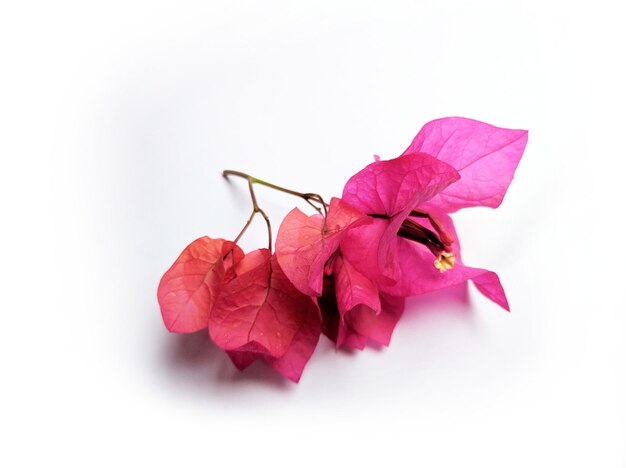 Fleurs de bougainvilliers isolés sur fond blanc