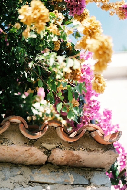 Fleurs de bougainvilliers jaunes et roses sur un toit de tuiles rouges