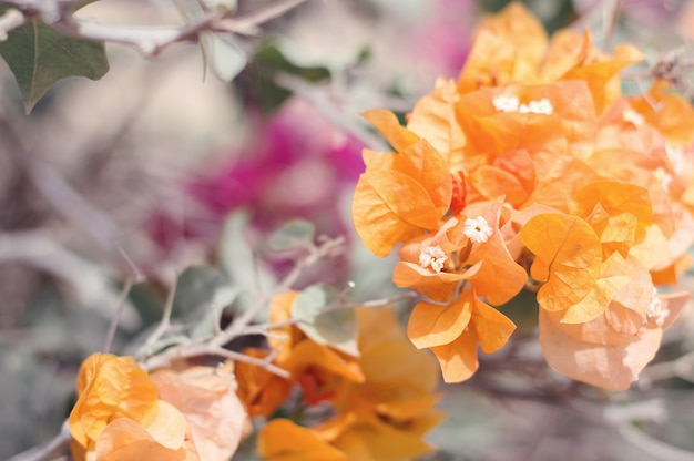 Fleurs de bougainvilliers oranges