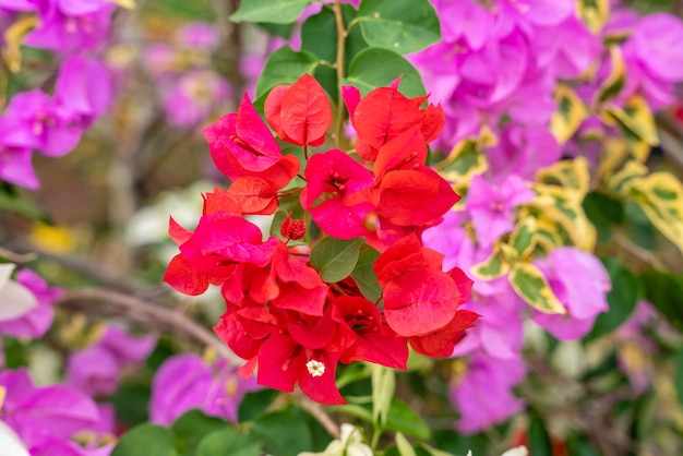 Fleurs de bougainvilliers qui fleurissent dans le jardin