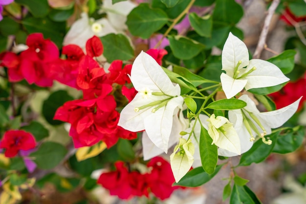 Fleurs de bougainvilliers qui fleurissent dans le jardin