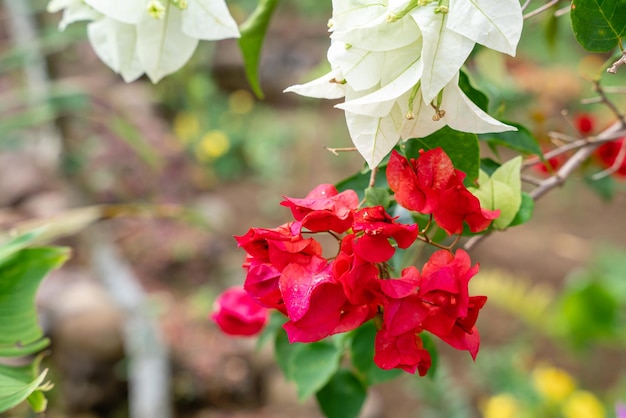 Fleurs de bougainvilliers qui fleurissent dans le jardin