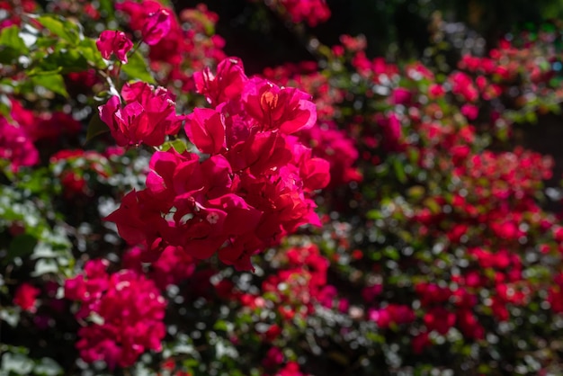 Fleurs de bougainvilliers roses sur fond de feuilles et de fleurs vertes floues Fond d'écran de la nature d'été Flore exotique des îles Canaries de Tenerife