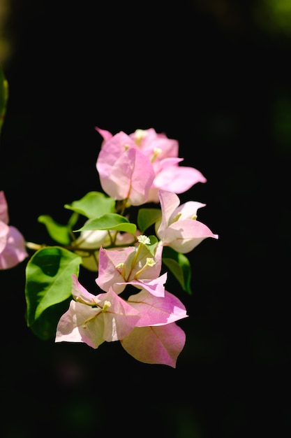 Fleurs de bougainvilliers roses