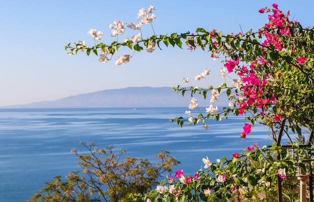 Fleurs de bougainvilliers violets sur le fond de la mer et de l'île