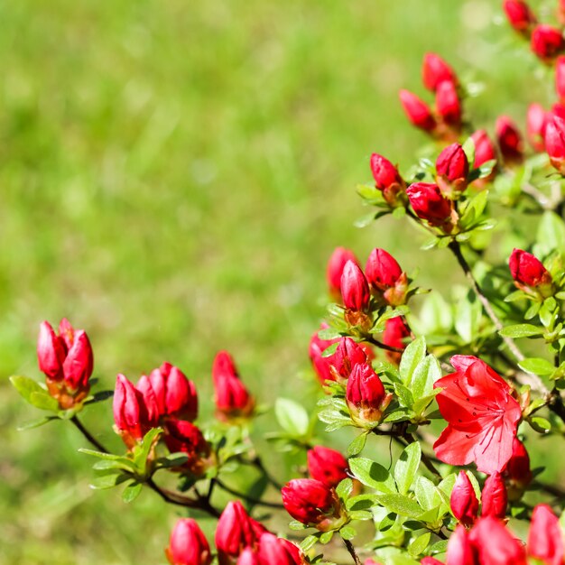 Fleurs et bourgeons d'azalée rouge en fleurs au printemps jardin jardinage concept floral background