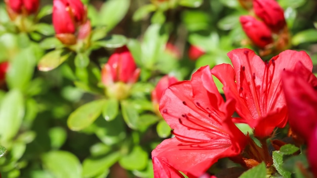 Fleurs et bourgeons d'azalée rouge en fleurs dans le jardin de printemps Concept de jardinage Fond floral