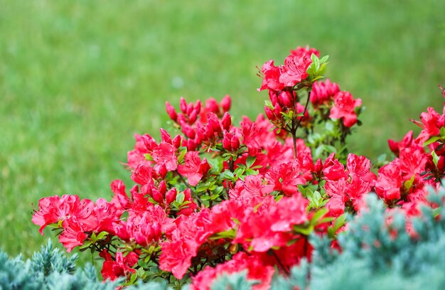 Fleurs et bourgeons d'azalée rouge en fleurs sur fond vert dans un jardin de printemps Concept de jardinage